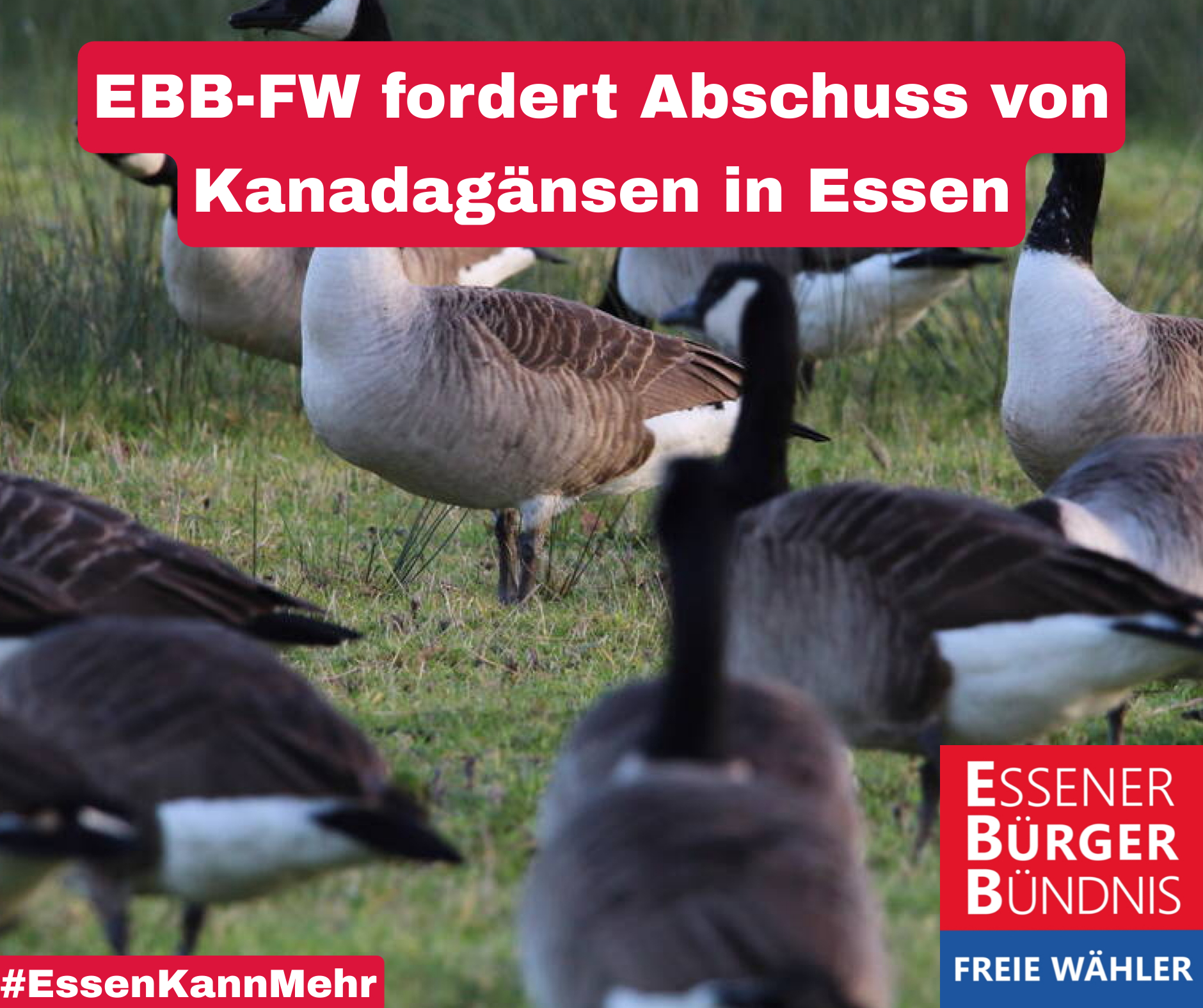 EBB-FW fordert Abschuss von Kanadagänsen